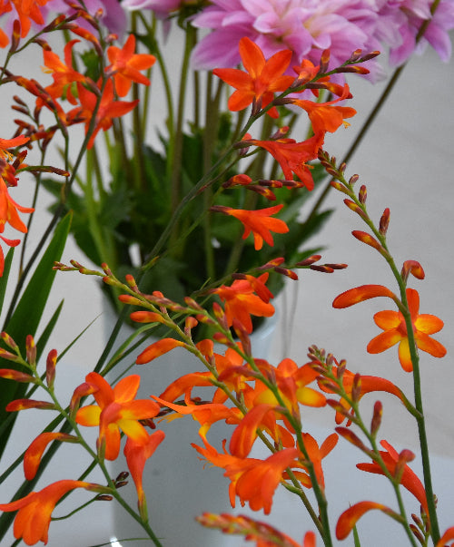 Crocosmia Carmin Brilliant AGM
