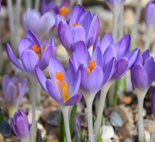 tommasinianus AGM