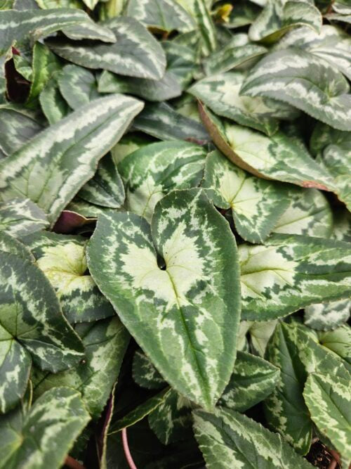 Cyclamen hederifolium arrow leaf our pic