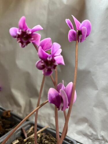 Cyclamen hederifolium var confusum