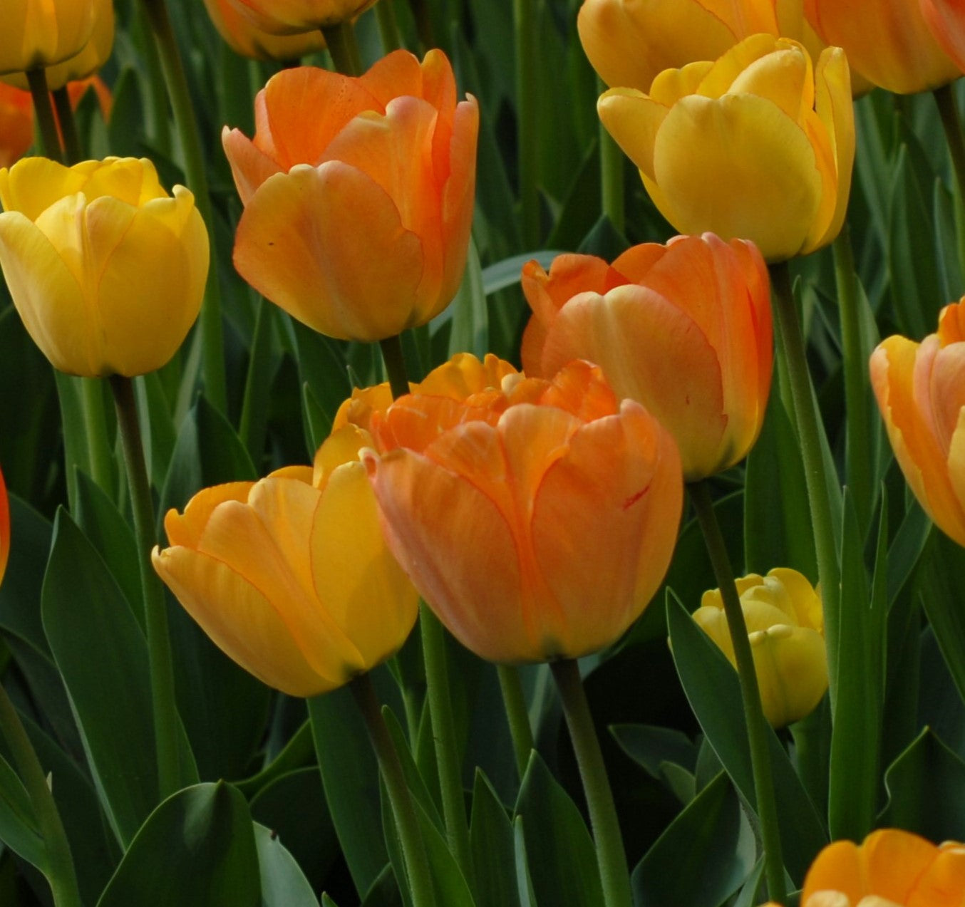 Tulip Daydream