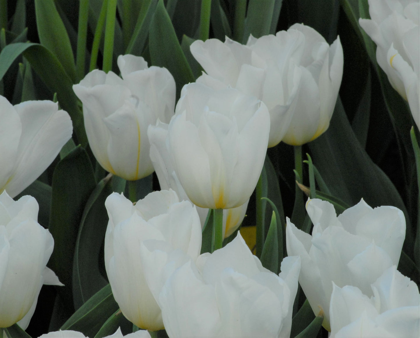 Tulip Delta White