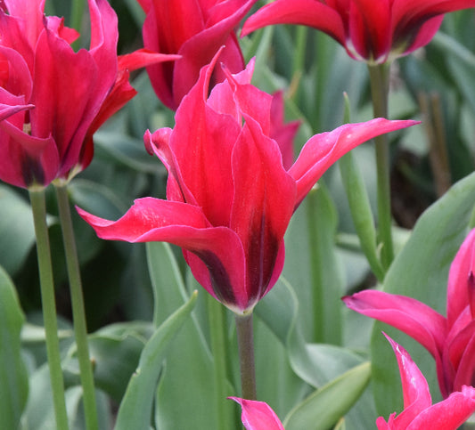 Tulip Doll's Minuet