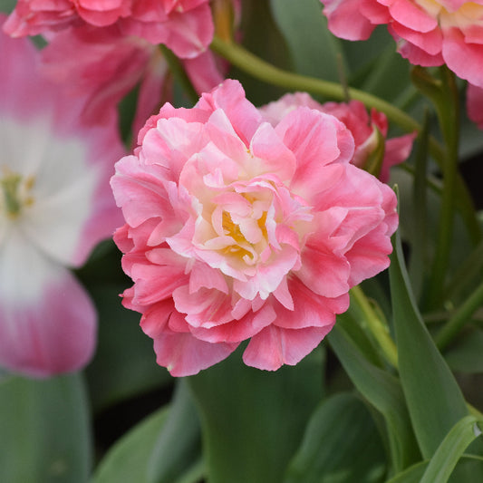Tulip Double Sugar