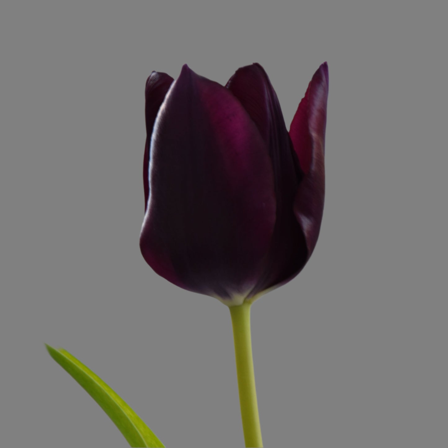 Tulip Eduard Pelger