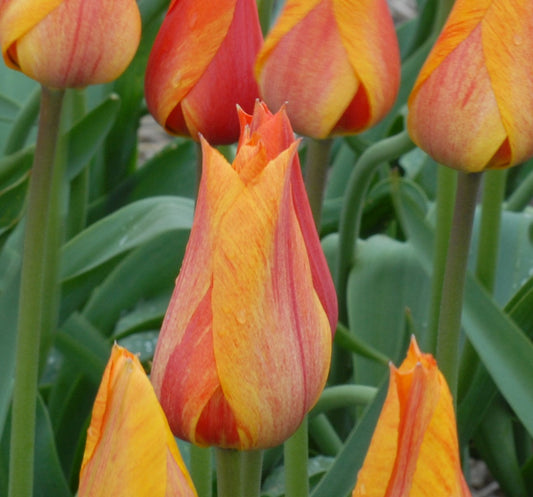 Tulip El Nino - NEW!