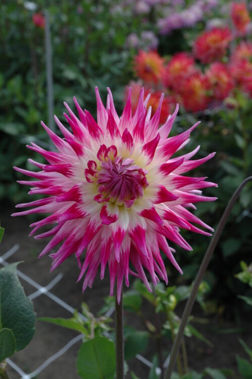 Electric Light (can use)