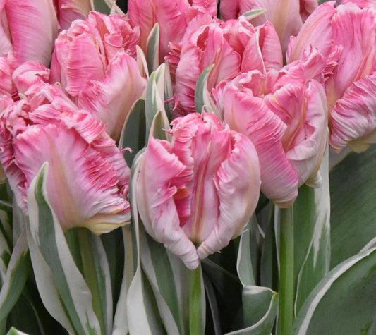 Tulip Elsenburg - NEW!