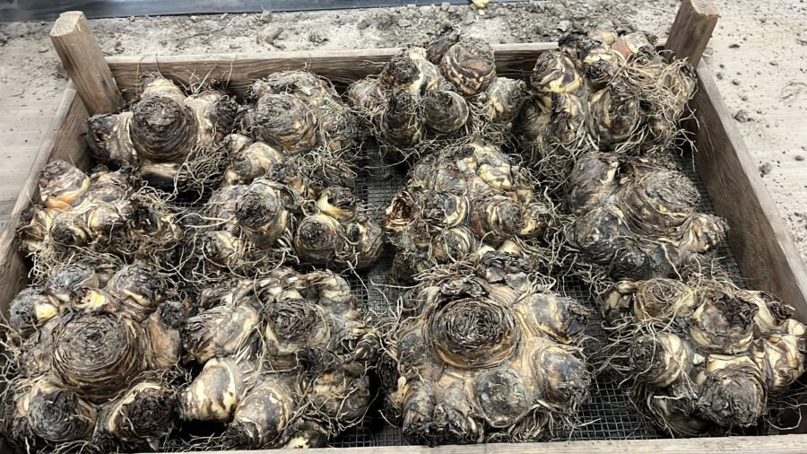 Eucomis comosa XXL hybrid bulbs