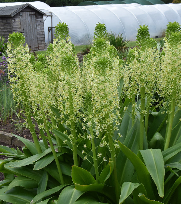 Eucomis pole-evansii