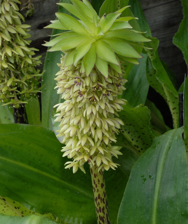Eucomis bicolor AGM