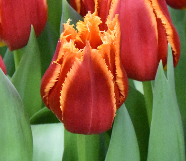 Tulip Fabio