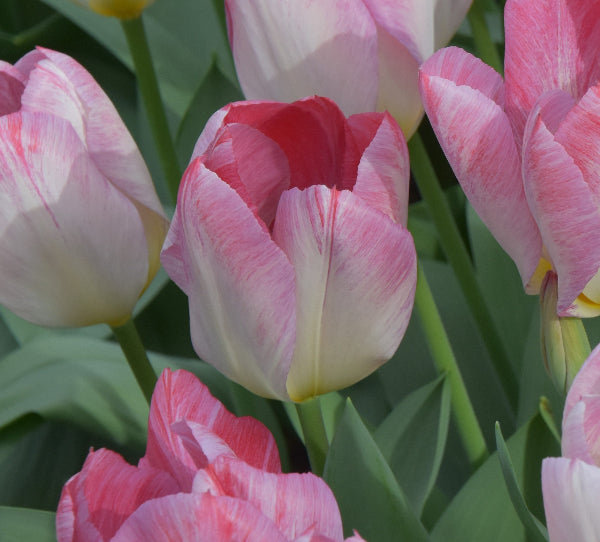 Tulip Flaming Purissima AGM