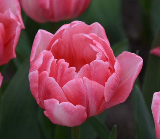 Tulip Foxtrot AGM