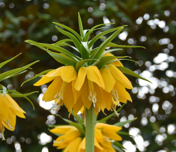 Yellow Beauty AGM