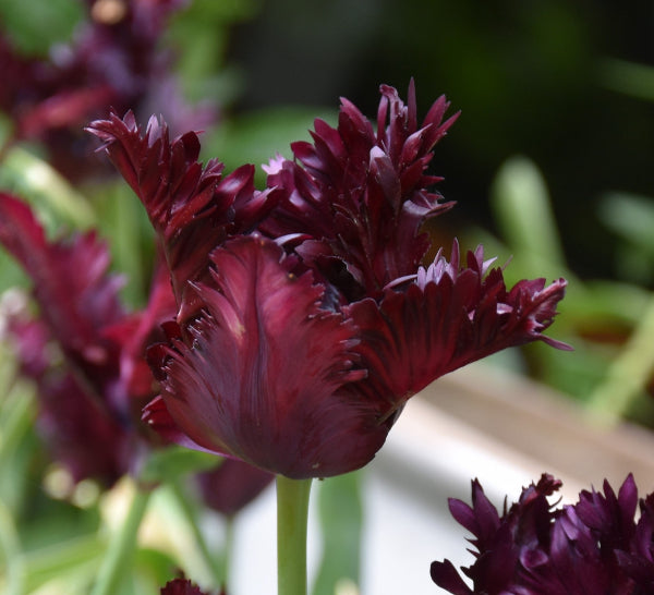 Tulip Frozen Night