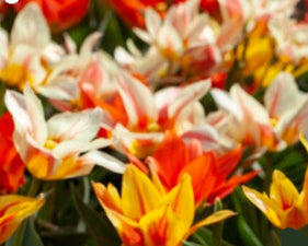 Tulip Fun Colours