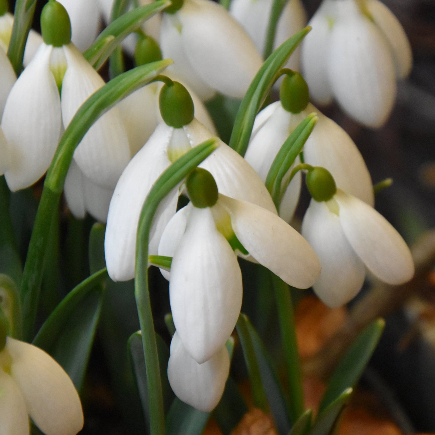 'Bertram Anderson'