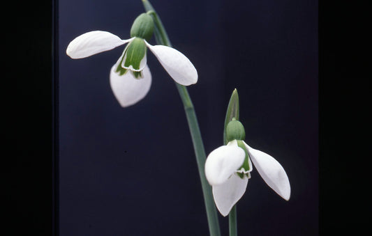 Galanthus Merlin