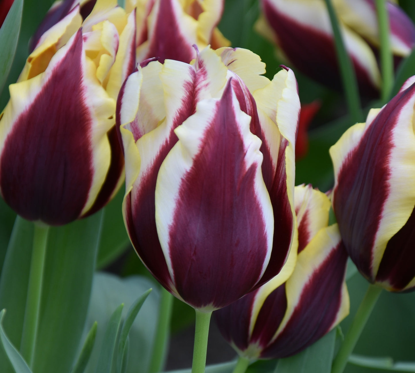 Tulip Gavota AGM