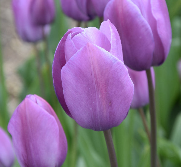 Tulip George Grappe 1939