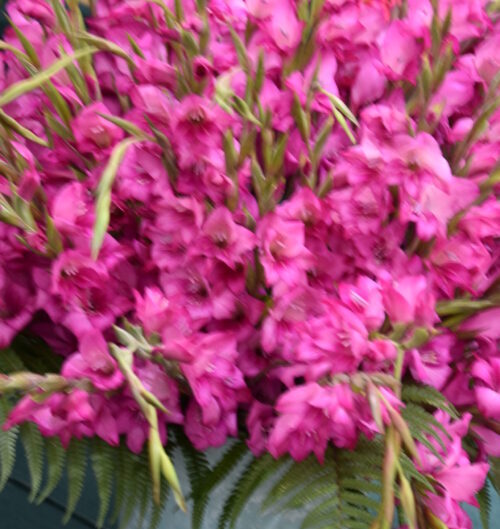 Gladiolus nanus Summer Jewel_1220 (1)