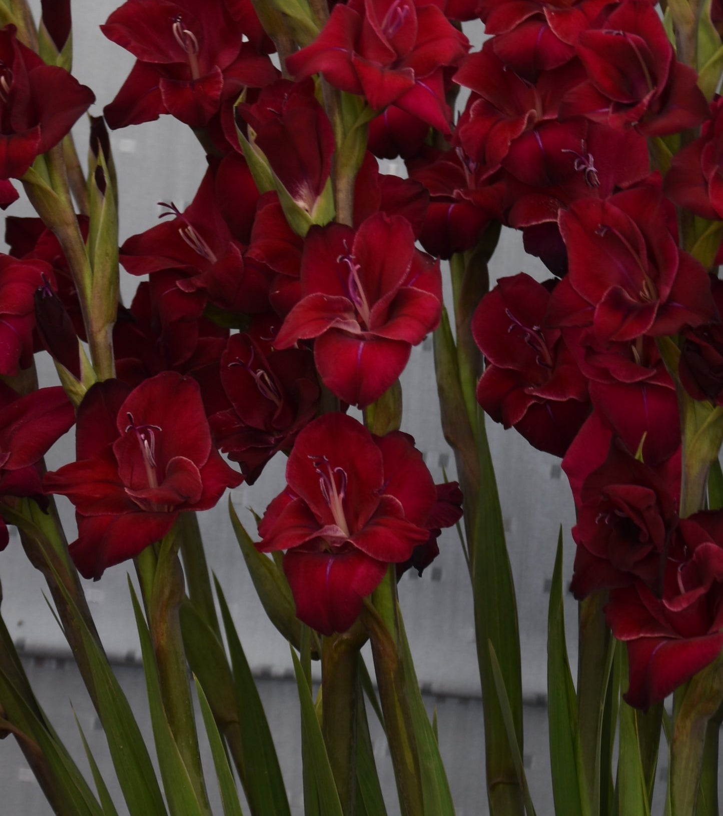 Gladiolus "Black Star"