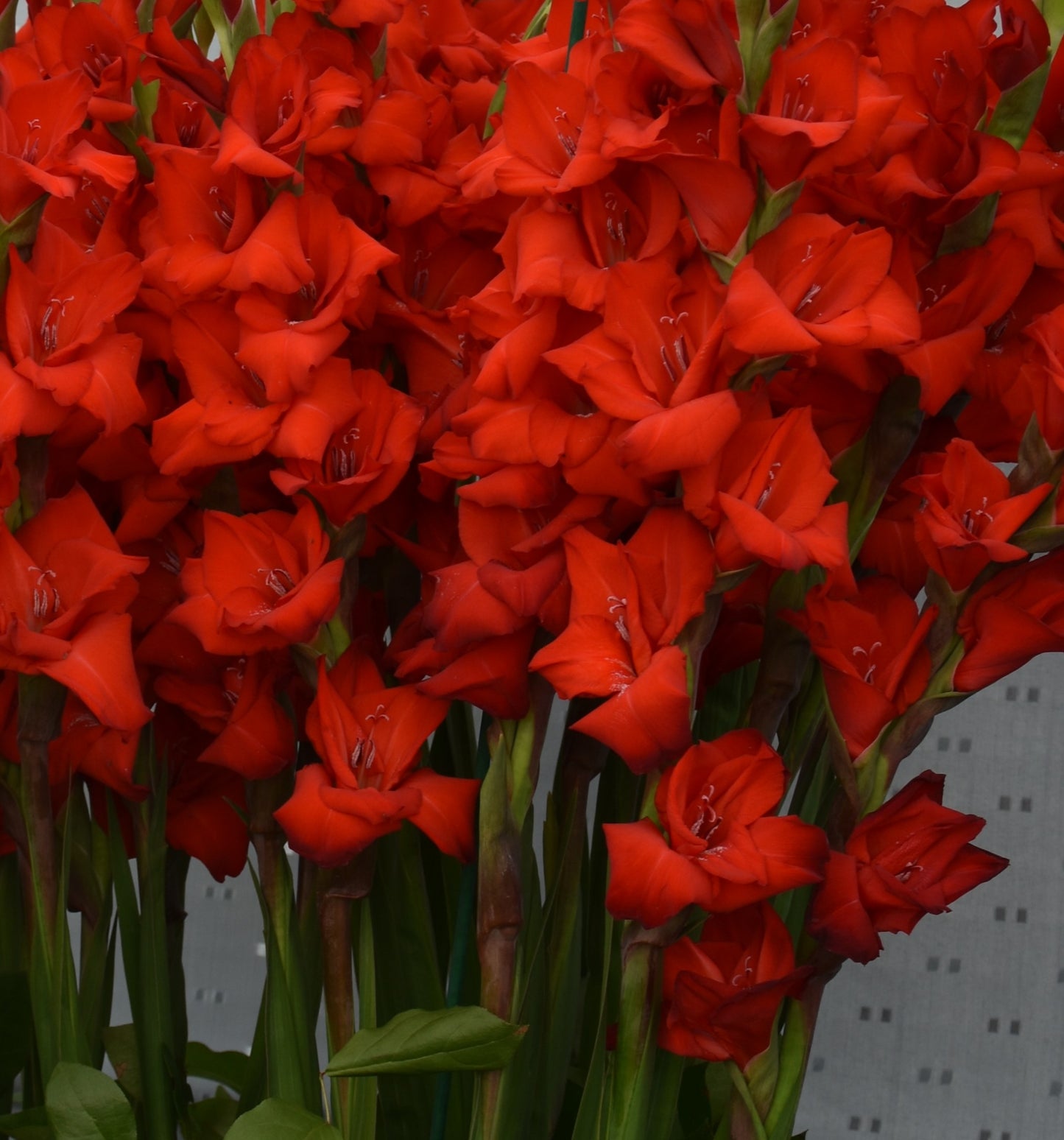 Gladiolus "Oscar"