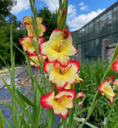 Gladiolus primulinus Las Vegas