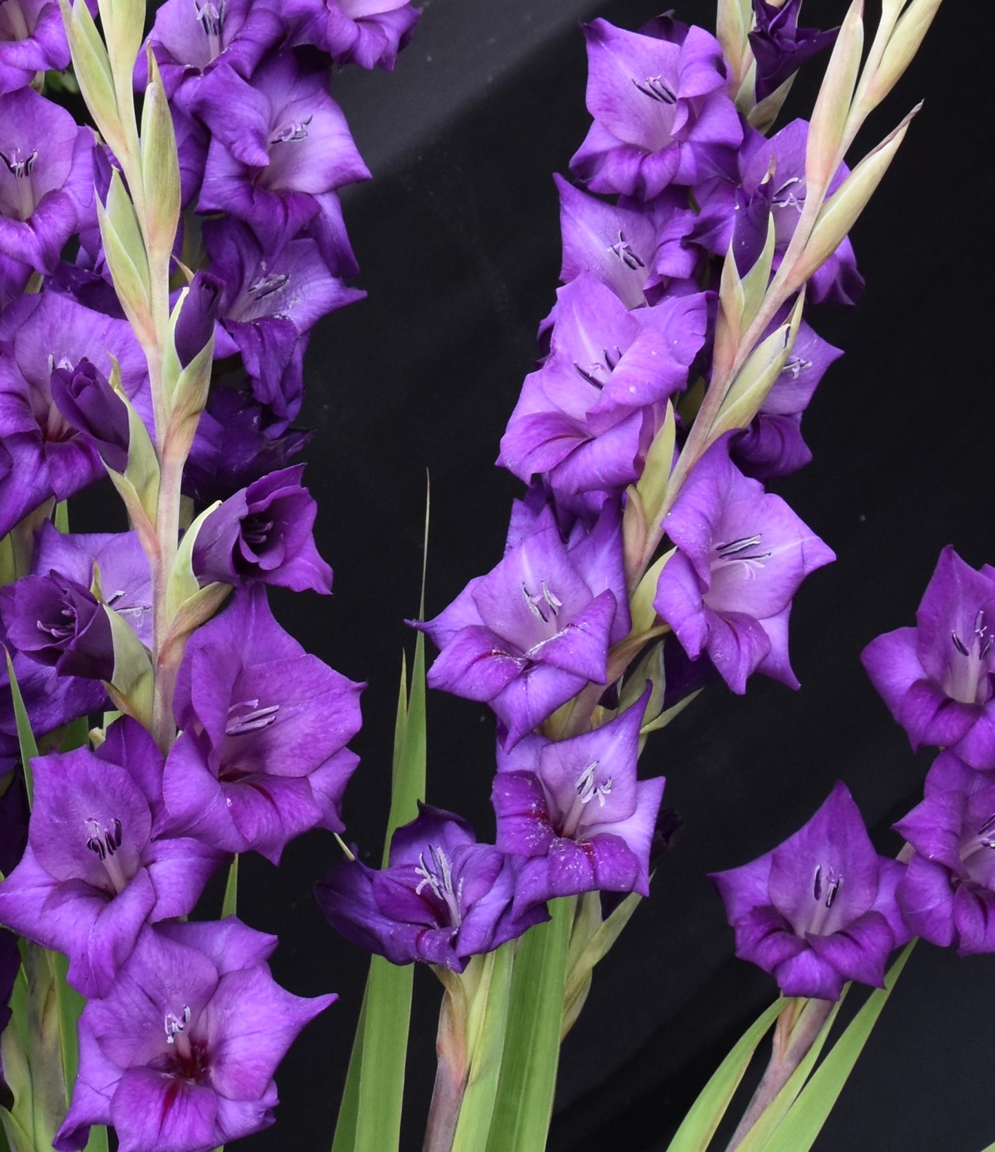 Gladiolus "Purple Magic"
