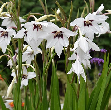 Gladiolus murielae AGM