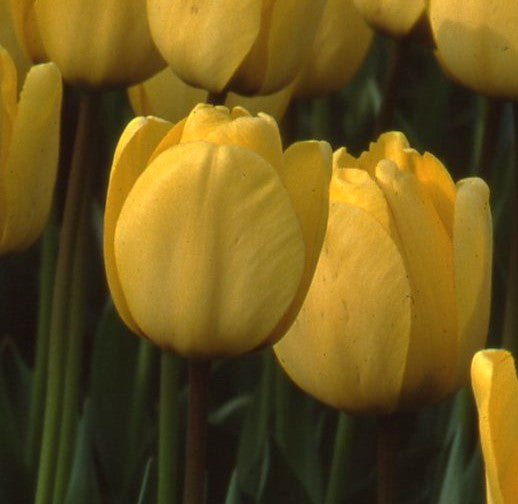 Tulip Golden Apeldoorn