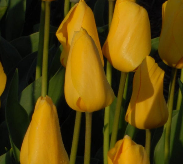 Tulip Golden Oxford