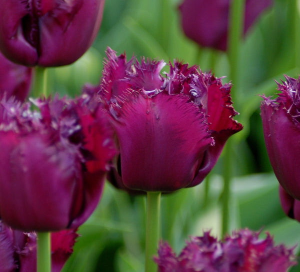 Tulip Gorilla AGM