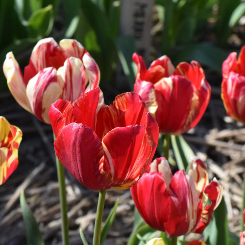 Tulip Graff van Buren 1917.