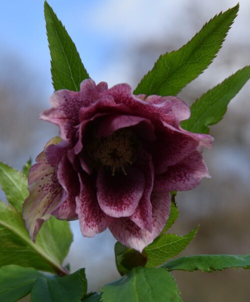 Helleborus double dark 2