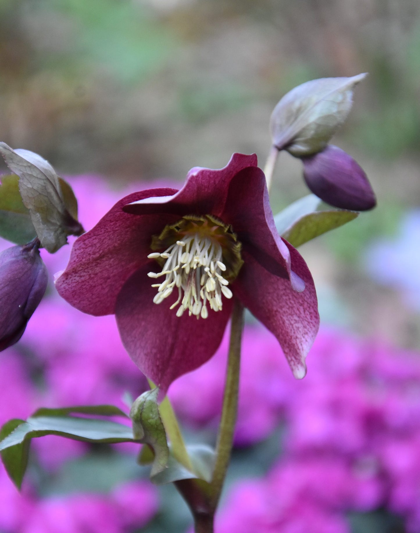 Helleborus_single purple
