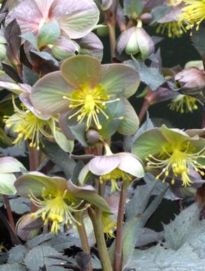 Helleborus argutifolius "Silver Lace"