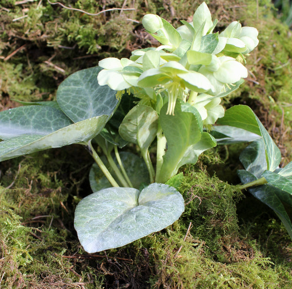 Helleborus lividus 'White Marble'