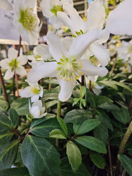 Helleborus niger