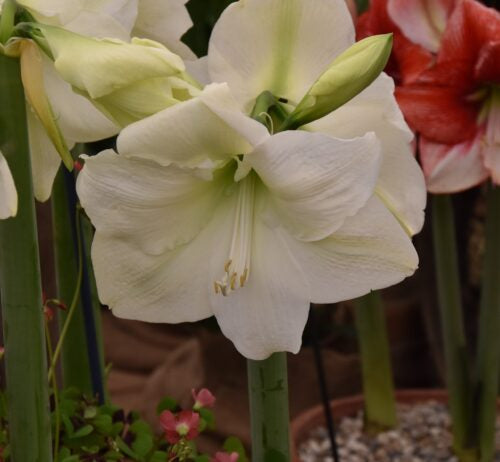 Hippeastrum Mont Blanc_3578 square