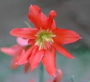 Hippeastrum stylosumx.,,,.
