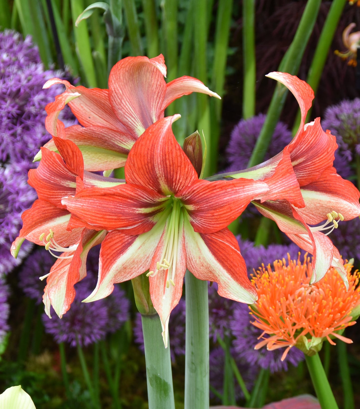 Hippeastrum Happy Valley 32/34