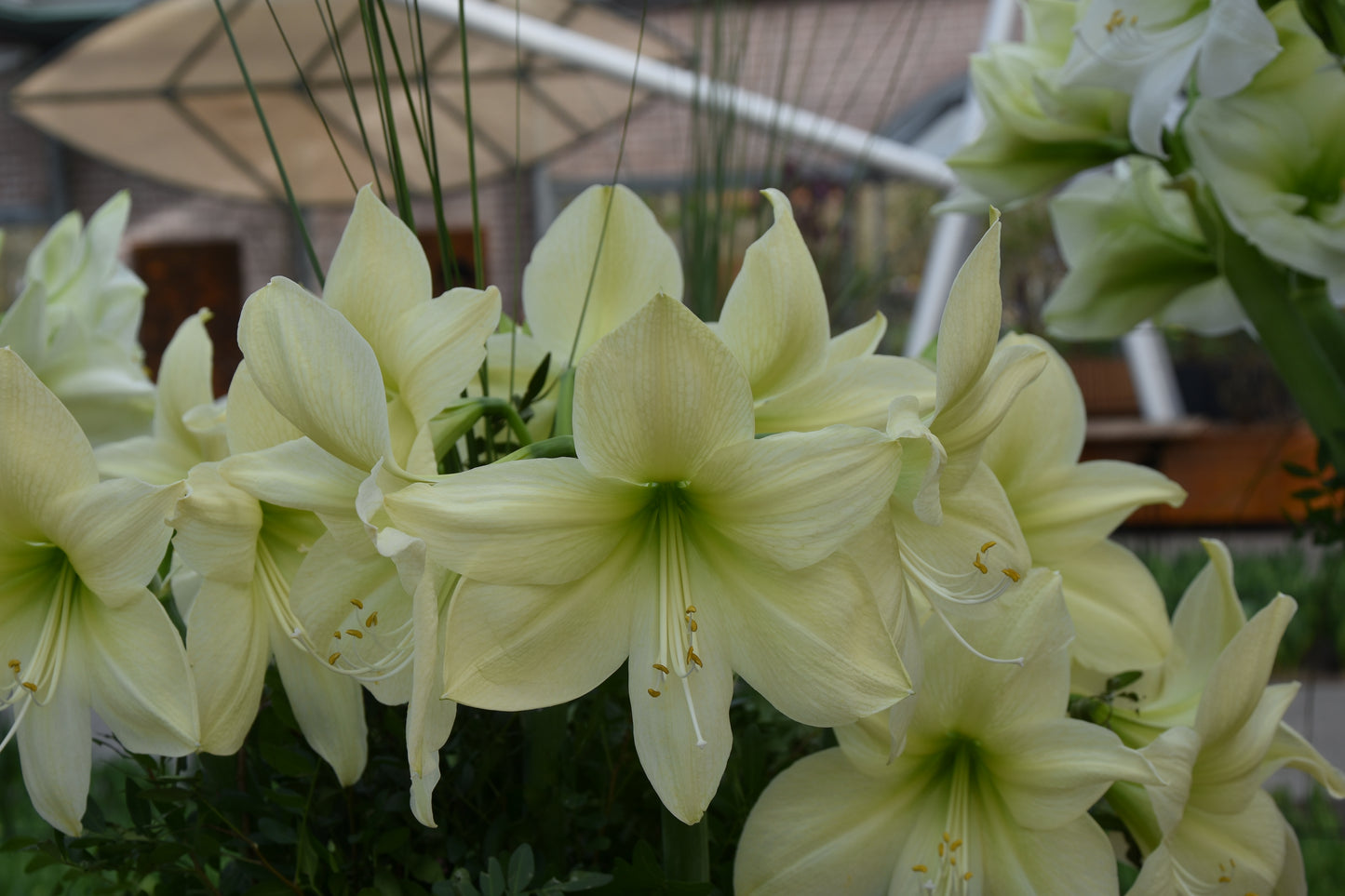 Hippeastrum Lemon Star 34/36