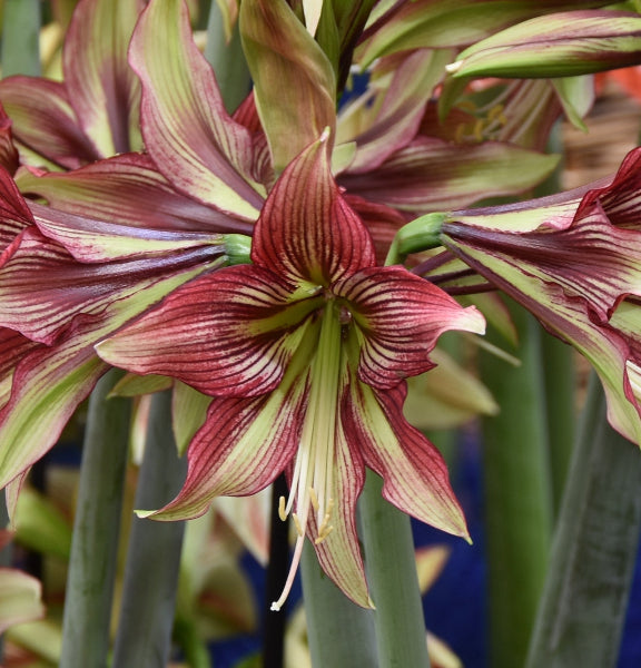 Hippeastrum Mystica 32/34