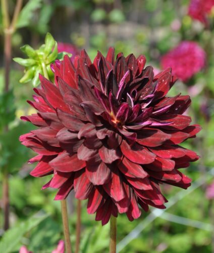 Hollyhill Dark Beauty (st) 1