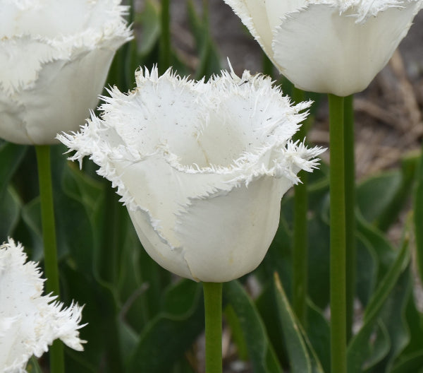 Tulip Honeymoon