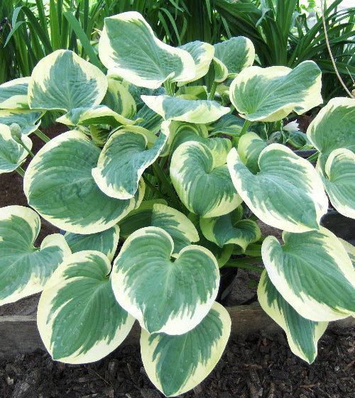 Hosta "Barbara Ann"