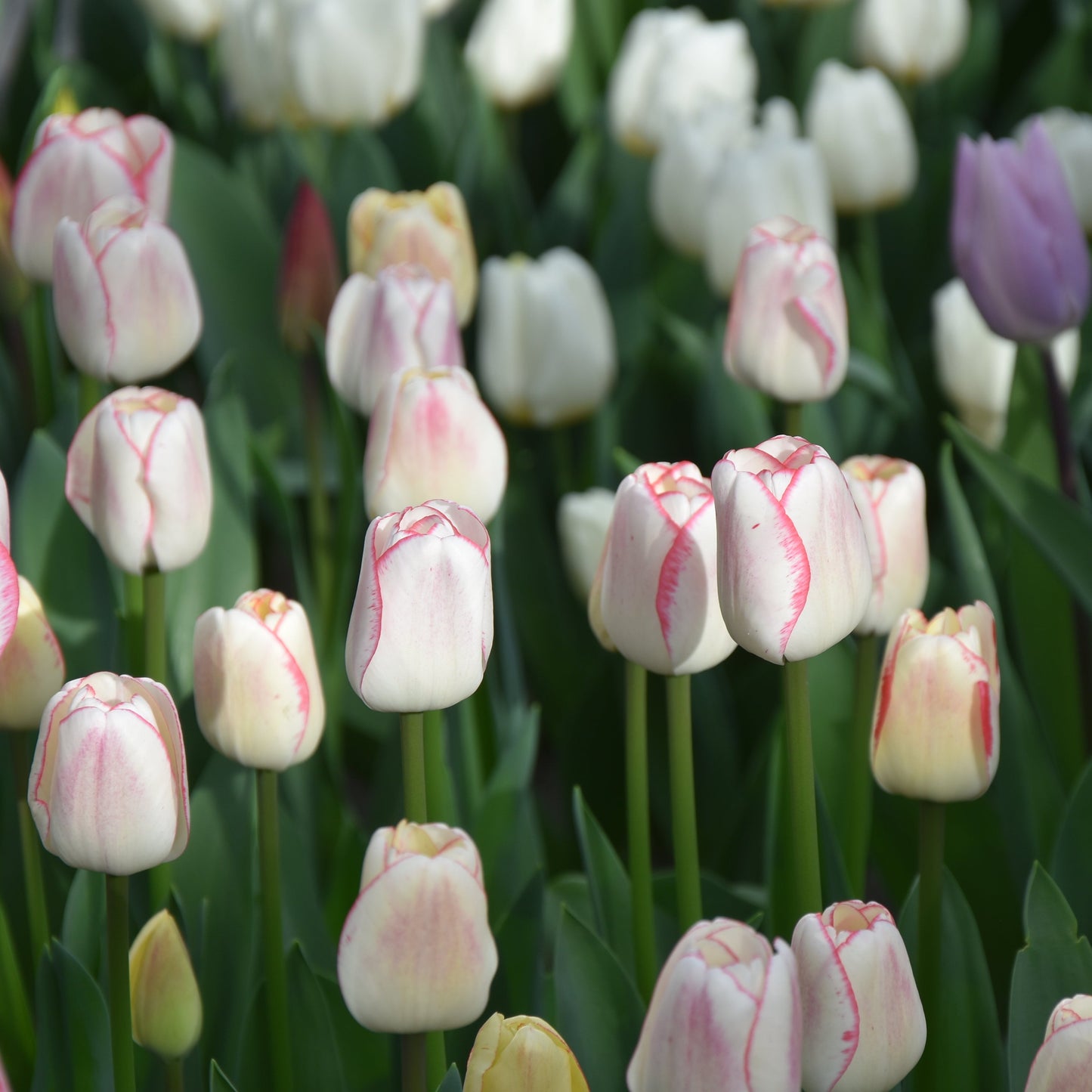 Tulip Hugs and Kisses
