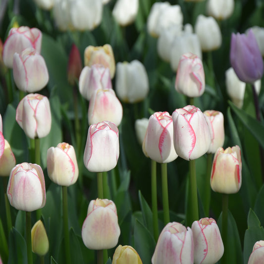 Tulip Hugs and Kisses